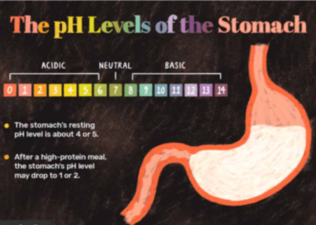 alkaline water benefits - The pH Levels of the Stomach